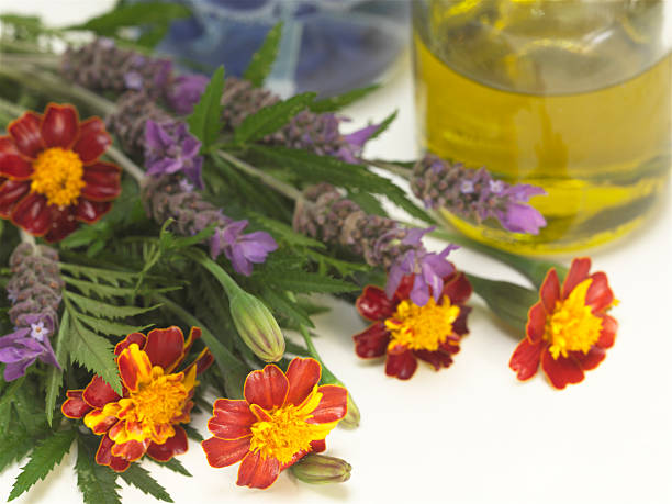 Marigolds and Lavender stock photo