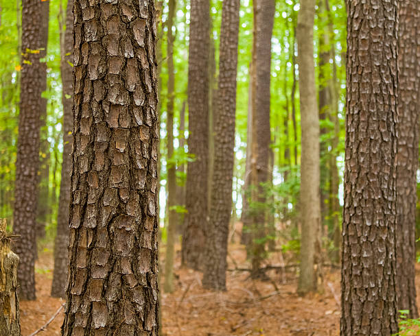 pinus taeda floresta - pine tree loblolly pine loblolly forest imagens e fotografias de stock