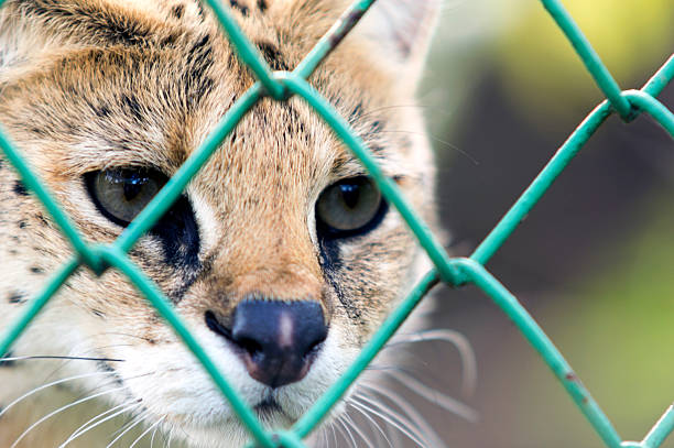 Servals live in the savannahsAs a medium sized cat they have to be wary of lions and hyenas