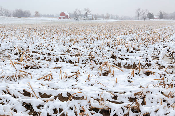 freddo neve invernale di terreno agricolo e la campagna nel nord di new york - corn snow field winter foto e immagini stock