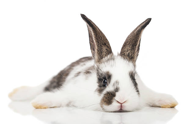 Brown and white baby bunny laying on a white surface stock photo