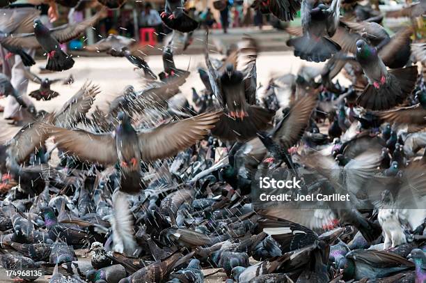鳩餌に群がる - つつくのストックフォトや画像を多数ご用意 - つつく, アクションショット, アニマルウェルフェア