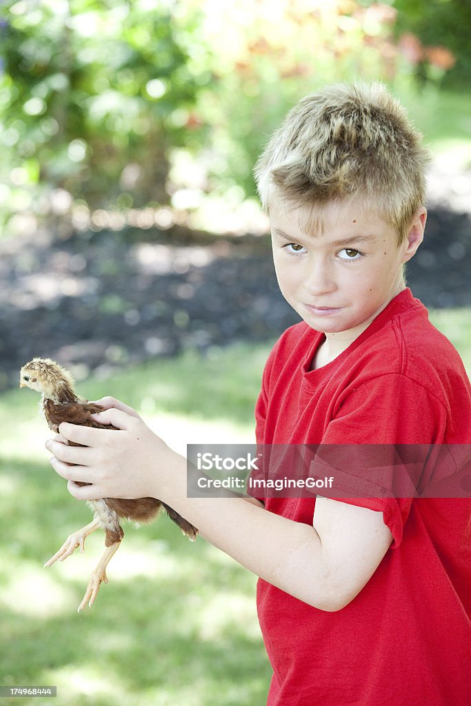 Ragazzo con Chick e Sheepish Look - Foto stock royalty-free di 8-9 anni