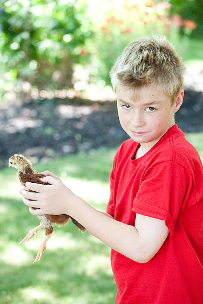 istock Boy With Chick and Sheepish Look 174968444