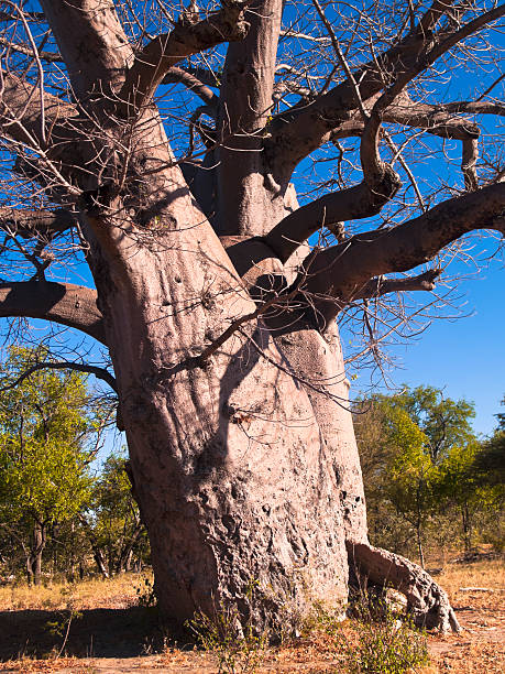 istock Close up of Baobab 174968523
