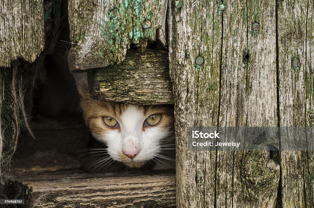 Curioso gatto - Foto stock royalty-free di Frangivento