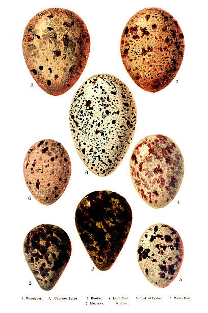 British - European Birds Eggs Engraving 1. Woodcock2. Common Snipe3. Dunlin4. Land Rail5. Spotted Crake6. Water Rail7. Moorhen8. CootVictorian Hand Coloured Engravings from 1877 public domain images stock illustrations