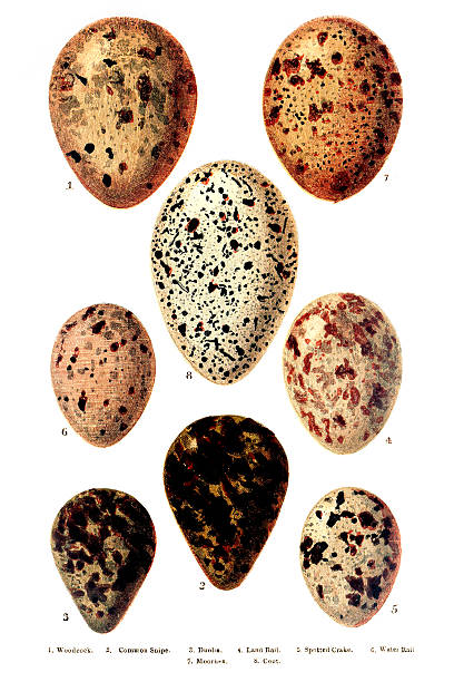 British - European Birds Eggs Engraving 1. Woodcock2. Common Snipe3. Dunlin4. Land Rail5. Spotted Crake6. Water Rail7. Moorhen8. CootVictorian Hand Coloured Engravings from 1877 common snipe stock illustrations