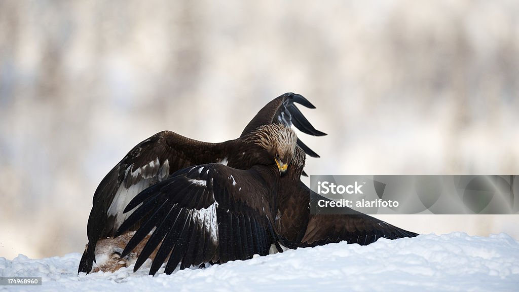 Golden Eagles na śniegu - Zbiór zdjęć royalty-free (Dwa zwierzęta)