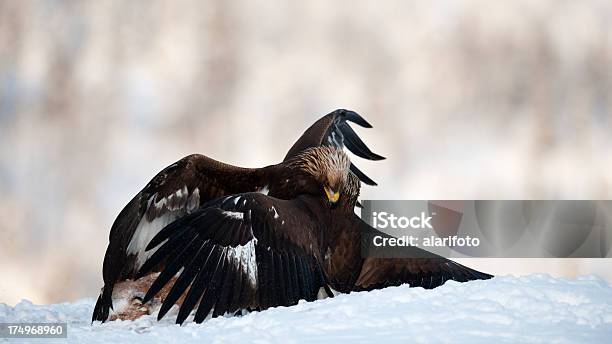 Golden Eagles Na Śniegu - zdjęcia stockowe i więcej obrazów Dwa zwierzęta - Dwa zwierzęta, Dzikie zwierzęta, Fajny