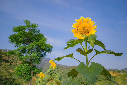 Beautiful sunflowers and blue sky