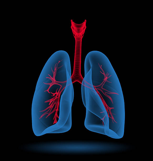 istock 3D medical illustration - lungs with visible bronchi 174970732