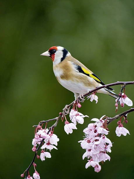 istock Goldfinch, Carduelis 174970843
