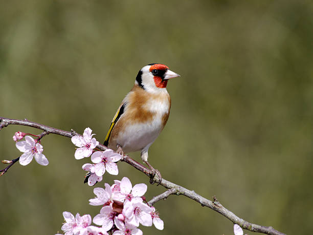 istock Goldfinch, Carduelis 174970850
