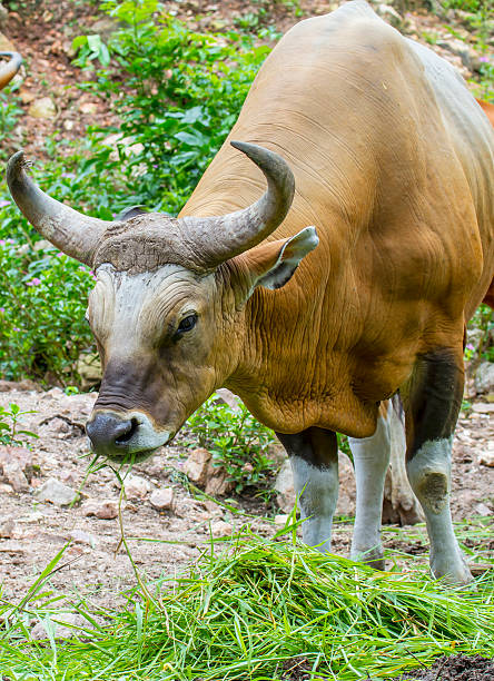 istock Banteng or Red Bull eating grass 174971169