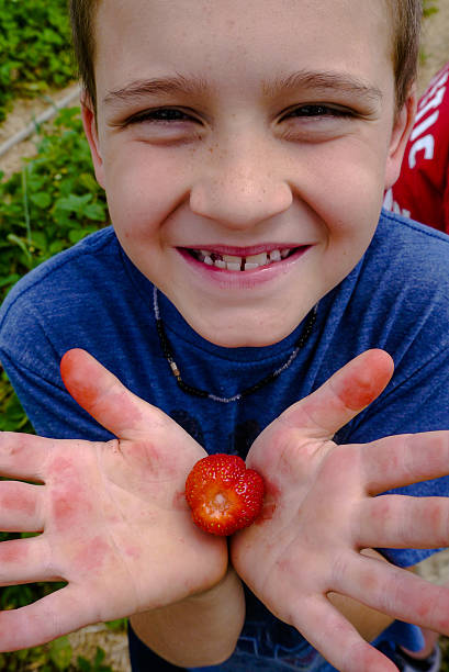 istock Young Boys hands picking Strawberries at a farm duri 174971259