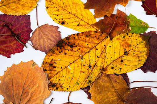 High angle view of dark fallen dry leaves texture background.