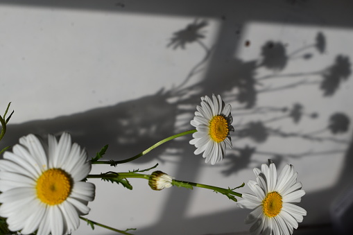 Daisies in a glass vase and the shadow from it made by sunlight through a window with stretchers - idyllic.