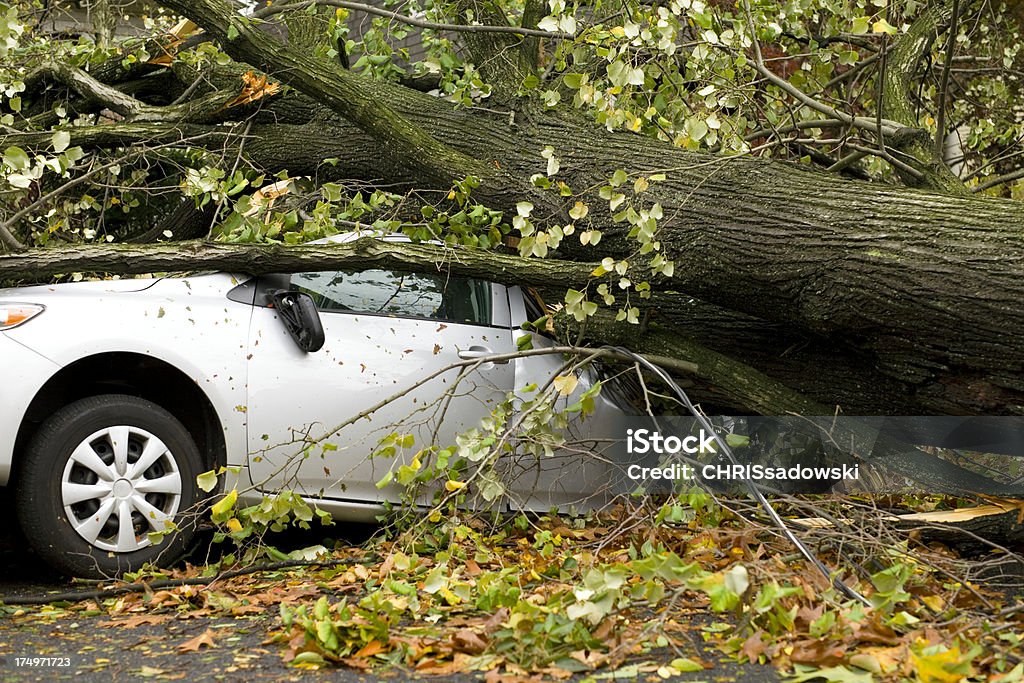 Auto affollano da albero - Foto stock royalty-free di Automobile