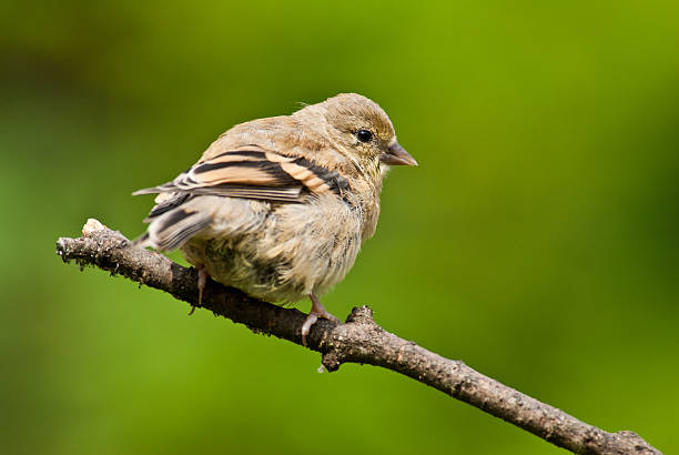 The American Goldfinch (Carduelis tristis) is the state bird of Washington, Iowa and New Jersey. It is a fairly common summer resident to the Pacific Northwest, migrating to the southern USA and Mexico in the winter. This juvenile with its buff yellow plumage was photographed in Edgewood, Washington State, USA.