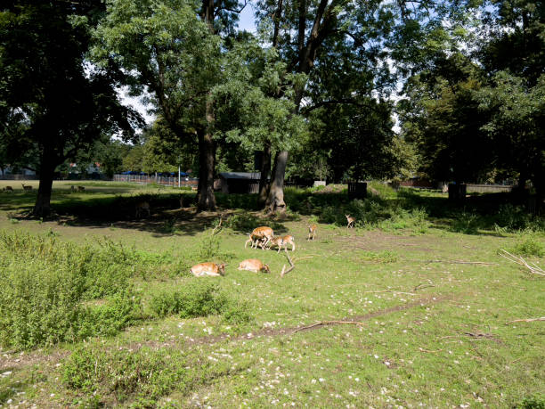 istock The hind breastfeeds her children. 1749718145