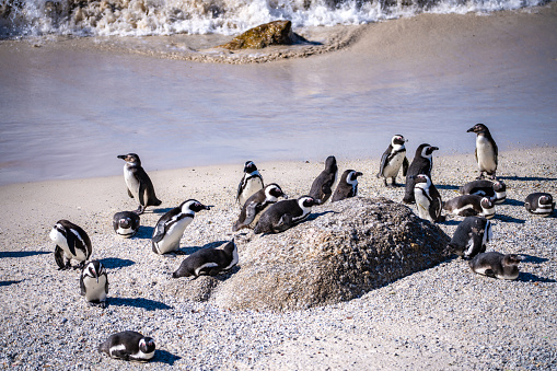 Boulders Beach Penguin colony in Cape Town, South Africa. High quality photo