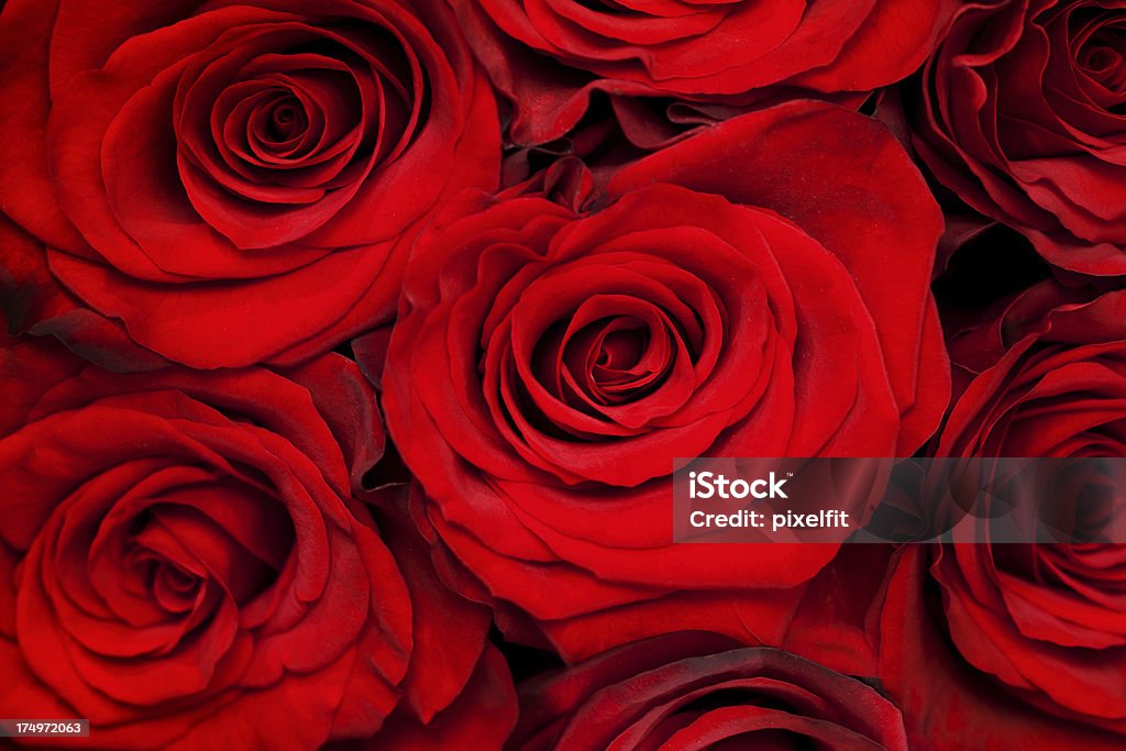 Rose - Foto stock royalty-free di Astratto