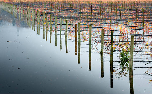 Flooded Blueberry Field stock photo
