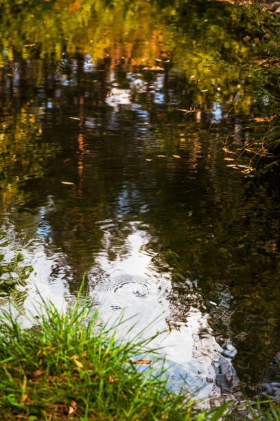 istock autumn reflections of leaves in the river 1749723969