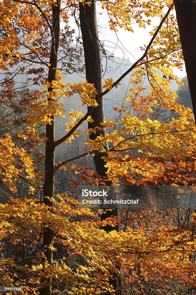 Farbenprächtige Herbstblätter - Lizenzfrei Baum Stock-Foto