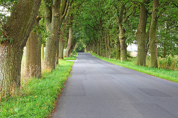 istock Country road treelined with old oak trees 174972511