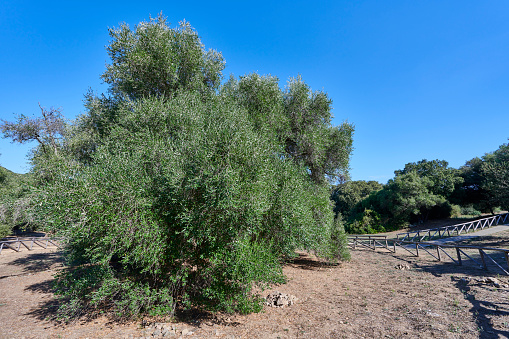 Millenary olive tree called Great Patriarch. With its 4000 years, the tree is considered among the oldest tree in the world. Luras. Sassari Province. Sardinia island. Italy.