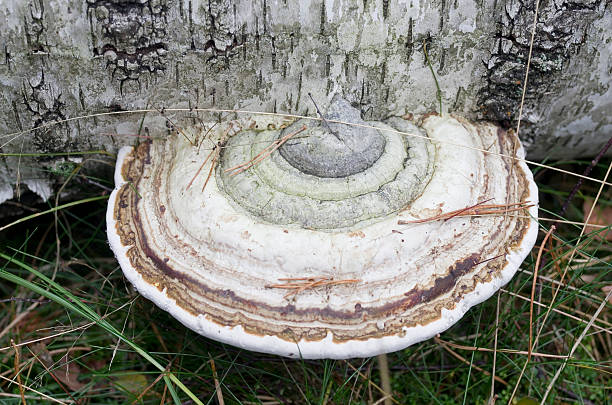 fungo di legno (fomes fomentarius) di betulla tronco morto - soil saprophyte foto e immagini stock