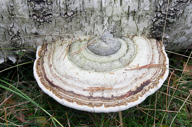 madeira fungo (fomes fomentarius) em dead birch tronco - soil saprophyte - fotografias e filmes do acervo