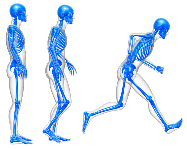 stojak, spacery i bieganie - human bone forensic science medical scan morphology zdjęcia i obrazy z banku zdjęć