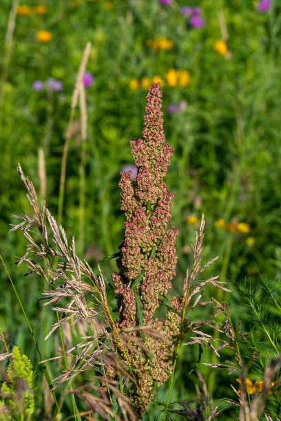 The tall Curly Dock Seeds (Rumex Crispus) with pink flowers in a meadow. The tall Curly Dock Seeds (Rumex Crispus) with pink flowers in a meadow in rural Minnesota, United States. rumex crispus stock pictures, royalty-free photos & images