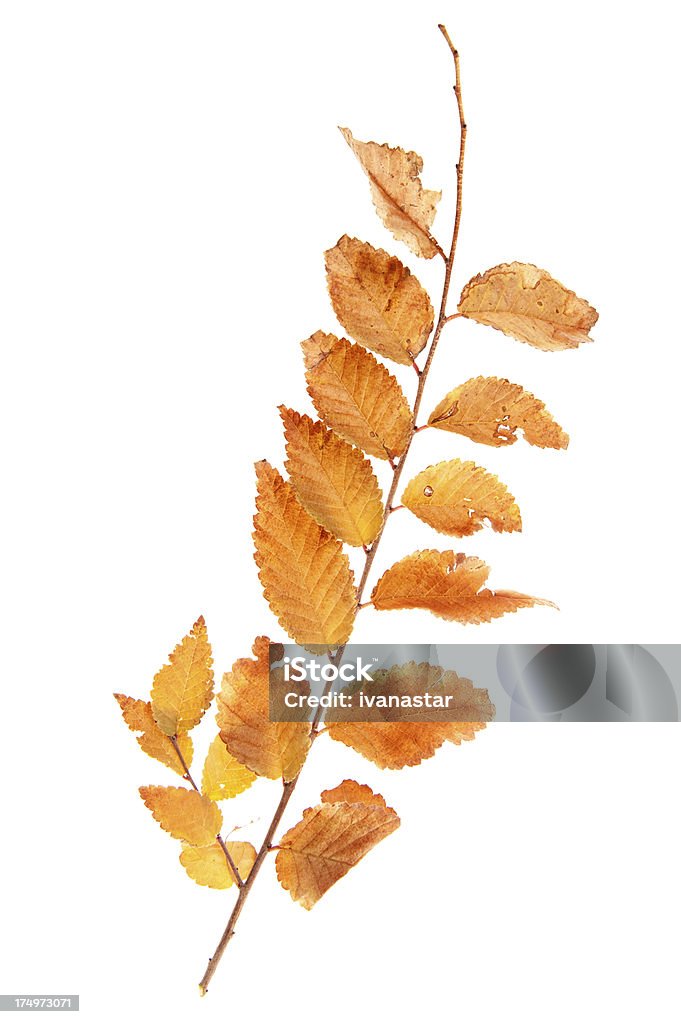 Yellow Leaves and Twigs Twigs isolated on white. Aspen Leaf Stock Photo