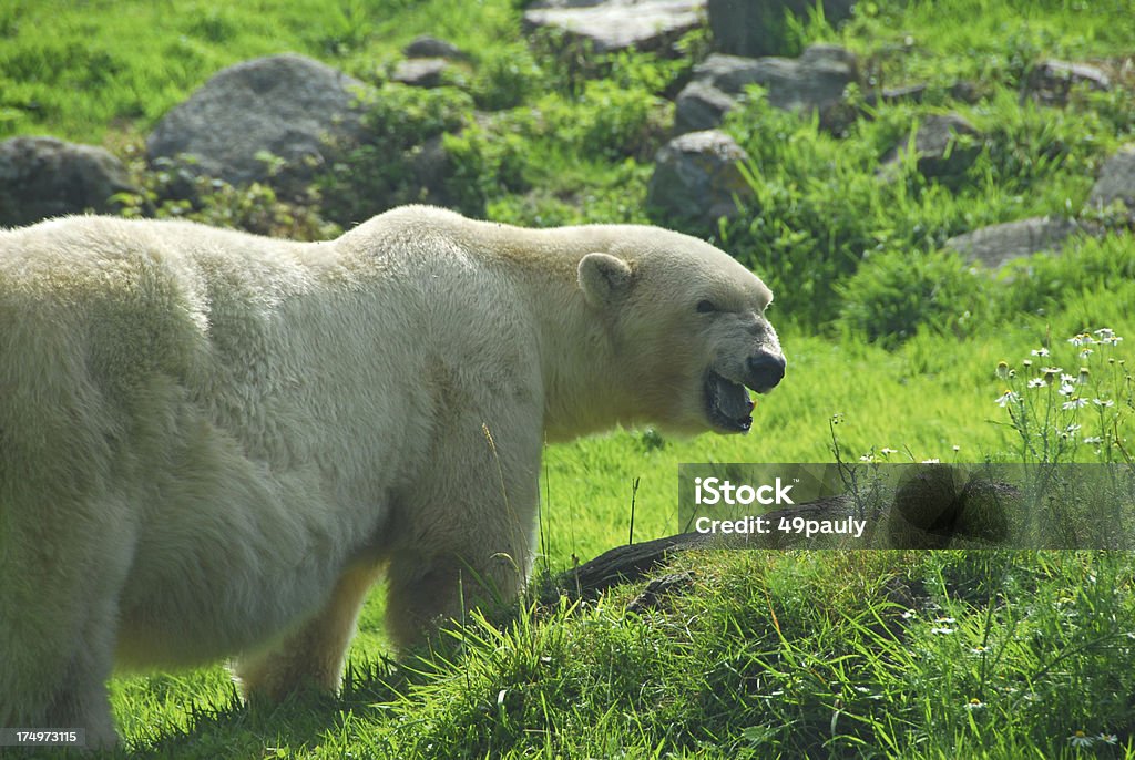 Oso Polar en el medio ambiente de los Verdes - Foto de stock de Mirar por encima del hombro libre de derechos