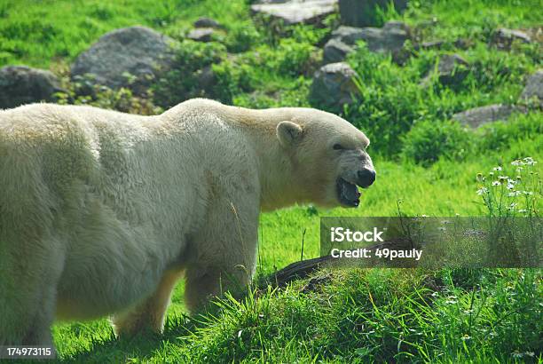 Oso Polar En El Medio Ambiente De Los Verdes Foto de stock y más banco de imágenes de Mirar por encima del hombro - Mirar por encima del hombro, Oso polar, Aire libre