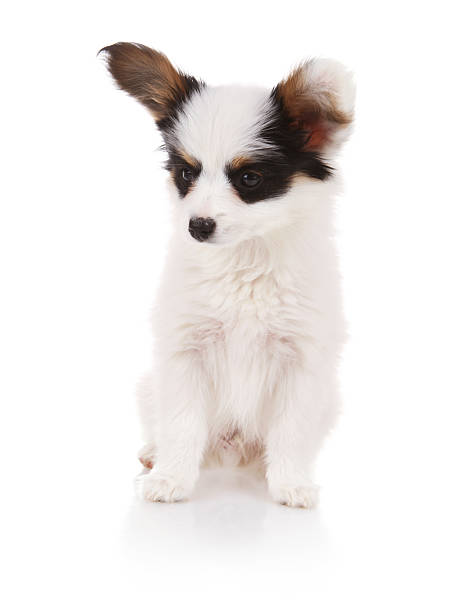 istock Cute Papillion Puppy 174973214