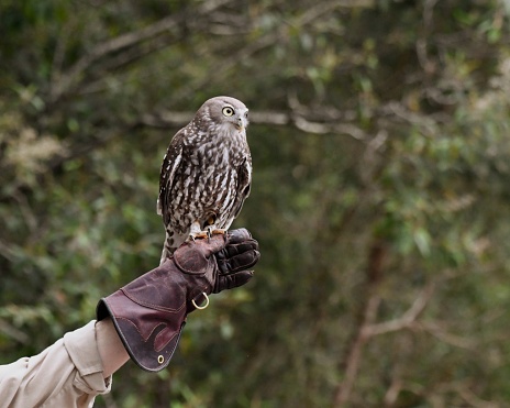 Barking owl on zoo keepers hand