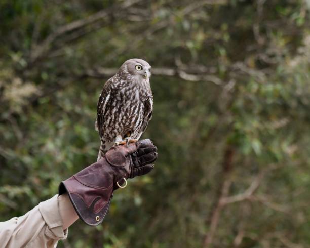 ladrar coruja - falconry glove - fotografias e filmes do acervo