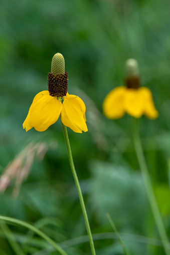 Yellow wildflower with dark cone shaped center Prairie Coneflower scientific name Ratibida columnifera growing in rural Minnesota, USA.