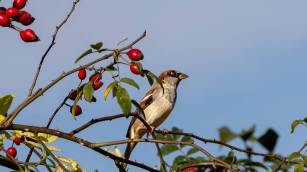 istock Sparrow is considered the most common bird in the human environment 1749741072