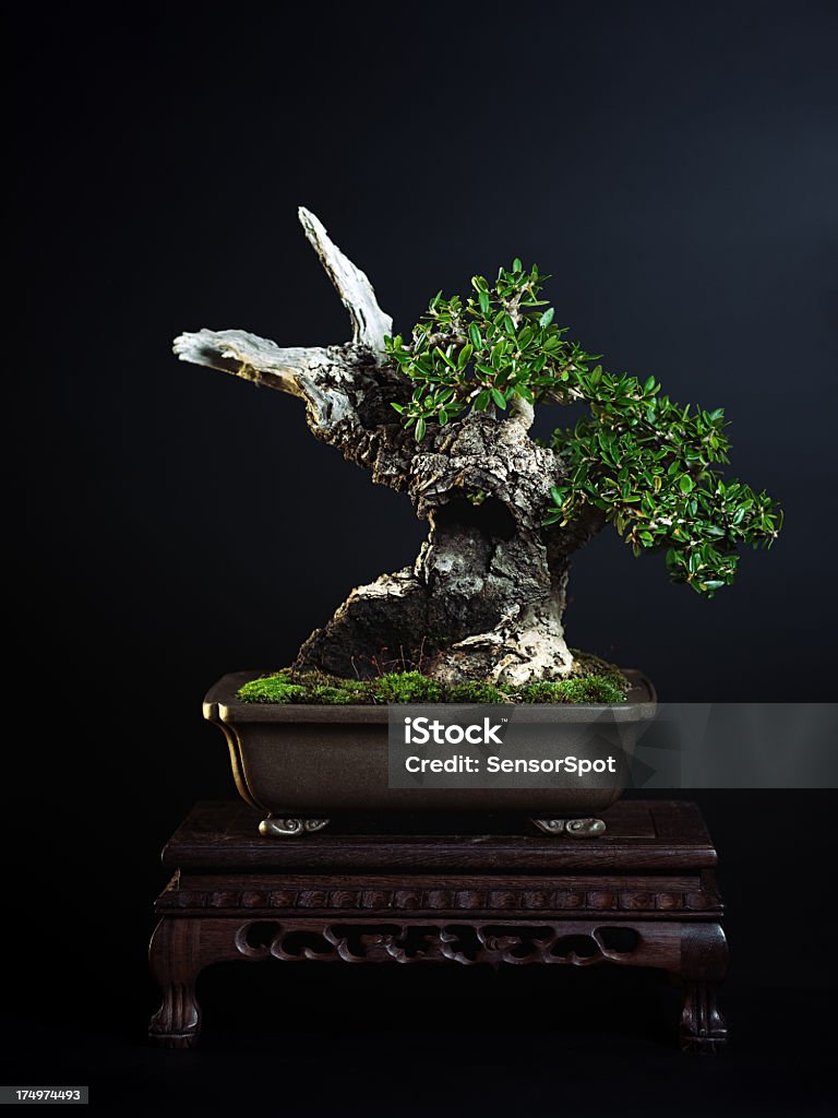 Azeitona Árvore bonsai - Royalty-free Bonsai Foto de stock
