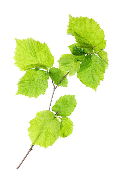 twig of hazel bush (leaves) isolated on whitetwig of hazel bush (leaves) isolated on white