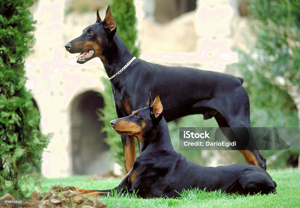 Animali cane Doberman - Foto stock royalty-free di Dobermann