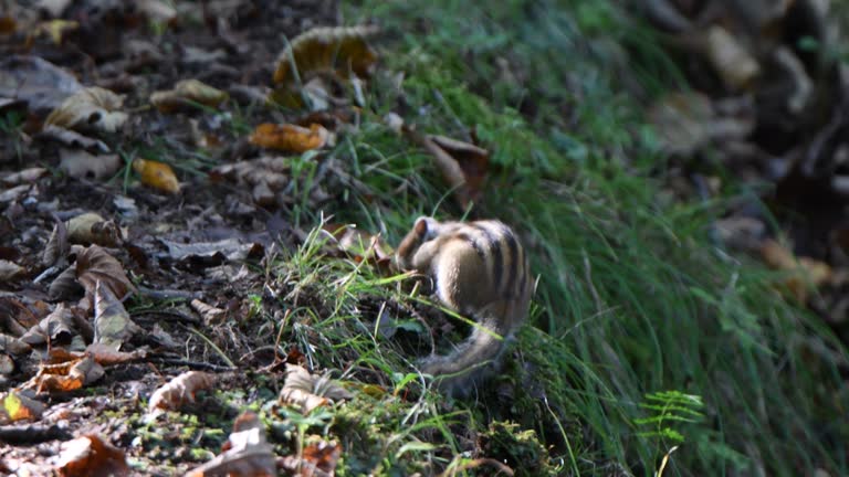 Chipmunk standing on fallen leaves in Hokkaido.