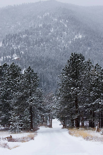 istock Winter in Pike National Forest 174975618