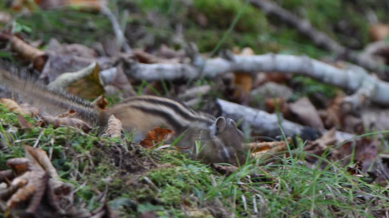 Chipmunk standing on fallen leaves in Hokkaido.